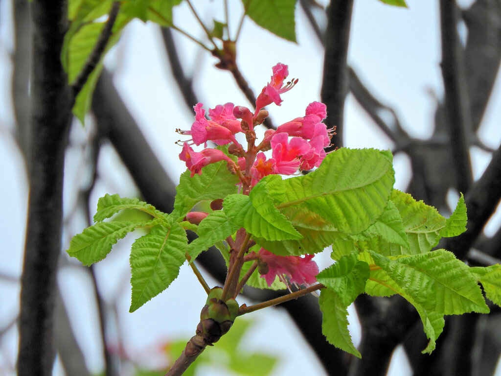 季節外れの紅花栃の木の花５