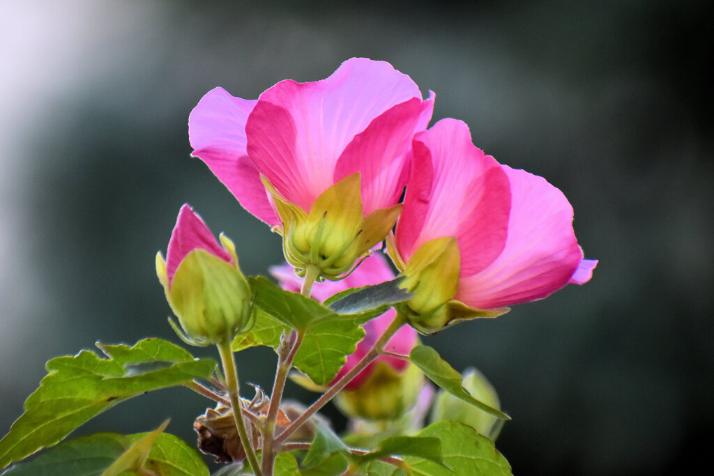 冬の芙蓉 （ふよう）１