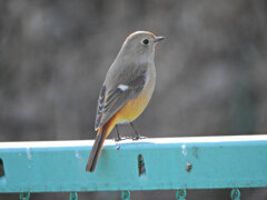 久々の　ジョビ子さん　２