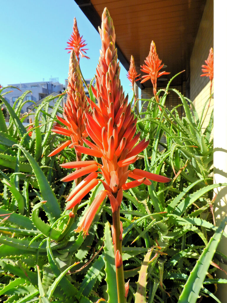 アロエの花　１