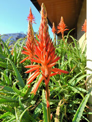 アロエの花　１