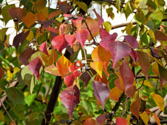 南京黄櫨 （なんきんはぜ） （紅葉と白いタネ）１