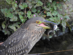 ホシゴイ(ゴイサギの幼鳥)鯔を捕獲 2 ホシゴイ(ゴイサギの幼鳥)鯔を捕獲 2
