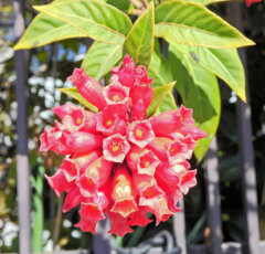 真冬の　ベニチョウジ（紅丁字）４