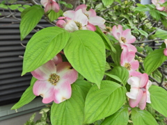 在庫処分・花水木ピンク　８