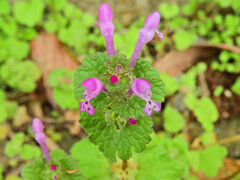 仏の座 （ほとけのざ）３