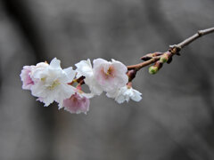 四季桜　２
