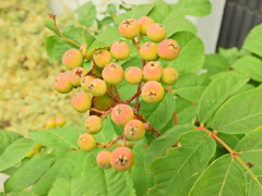 七竈の実　３