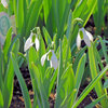 スノードロップ