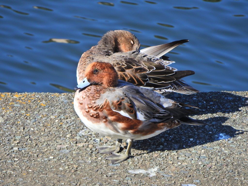ヒドリガモ　さん　６