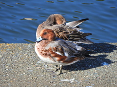 ヒドリガモ　さん　６