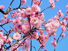 うめぇ～すぅ～　花　５