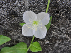 赤花夕化粧 （あかばなゆうげしょう）の白花　１