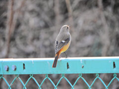 久々の　ジョビ子さん　１