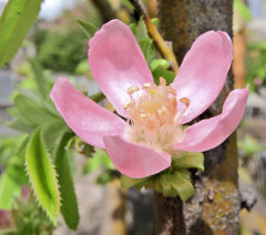 花梨の花　４