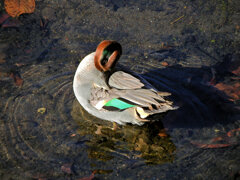 コガモ　さん　２