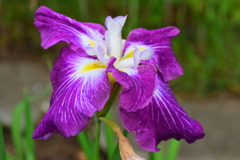 花菖蒲　４