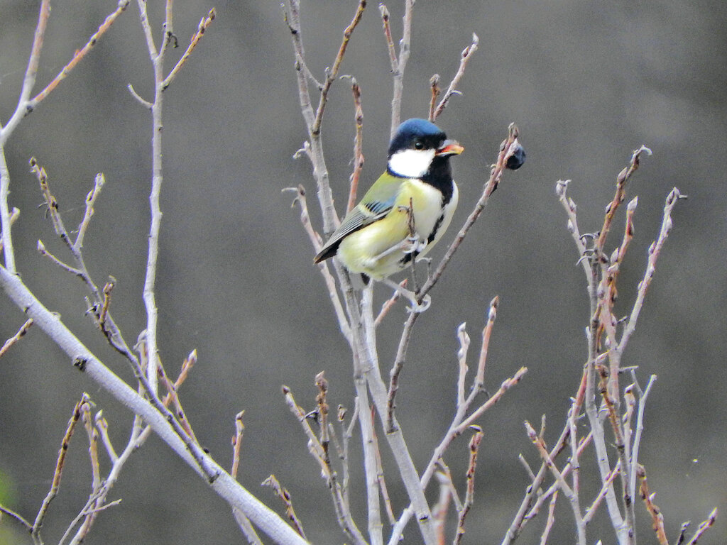 四十雀さん　２