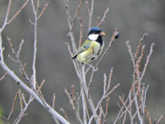 四十雀さん　２