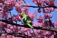 河津桜を喰い散らす　ワカケホンセイインコ　⑧