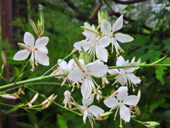 ガウラ   山桃草（やまももそう）白蝶草（はくちょうそう）１