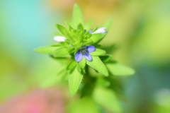 たちいぬのふぐり(立犬の陰嚢)8  たちいぬのふぐり(立犬の陰嚢)8