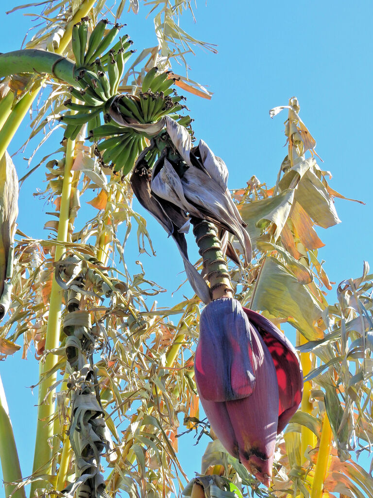 寒風にさらされるバナナ　３