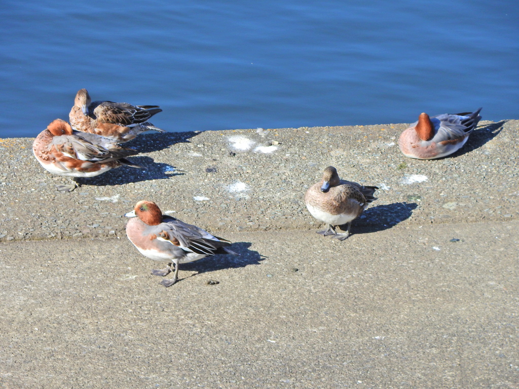 ヒドリガモ　さん　９