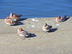 ヒドリガモ　さん　９