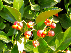 柾 （まさき）の実　３