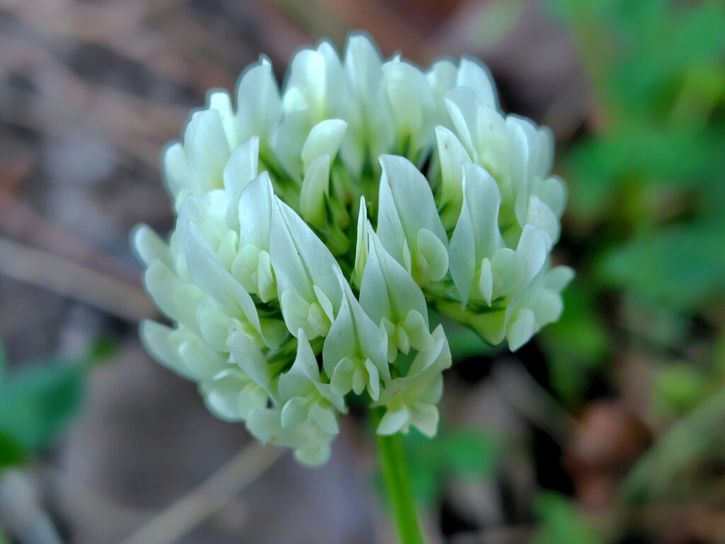 真冬に咲く　シロツメクサ（白詰草）３