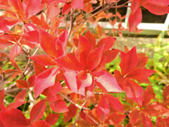 灯台躑躅 （どうだんつつじ）の紅葉　２