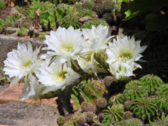 サボテンの花　３