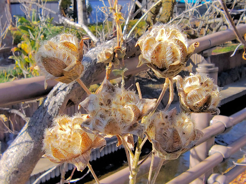 「枯れ芙蓉（かれふよう）」２