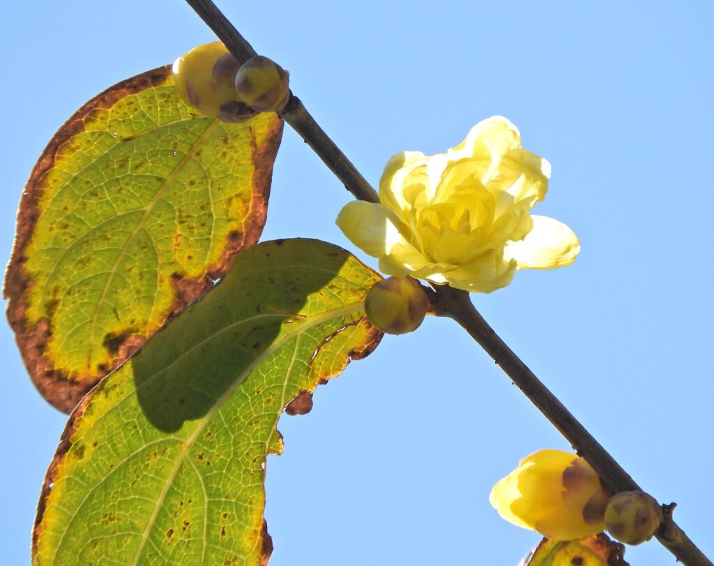 蝋梅が開花　２
