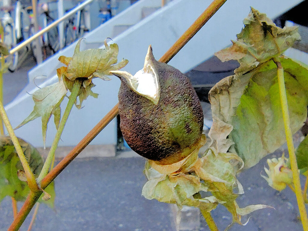 真冬の　綿の実　１