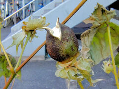 真冬の　綿の実　１