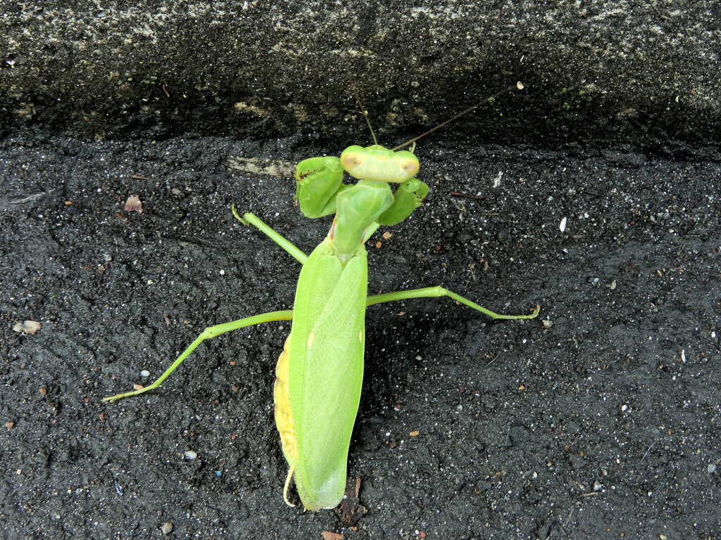 カマキリさんに出合った　4/8
