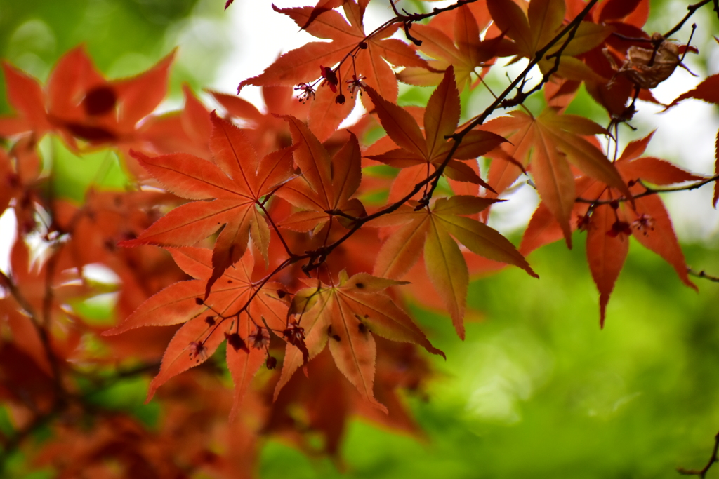 春紅葉　19