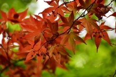 春紅葉　19