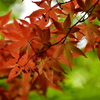 春紅葉　19