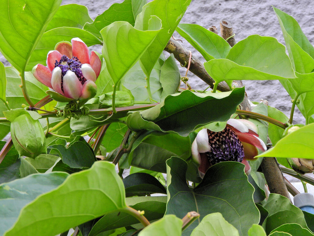 真冬のパッションフルーツの花　３