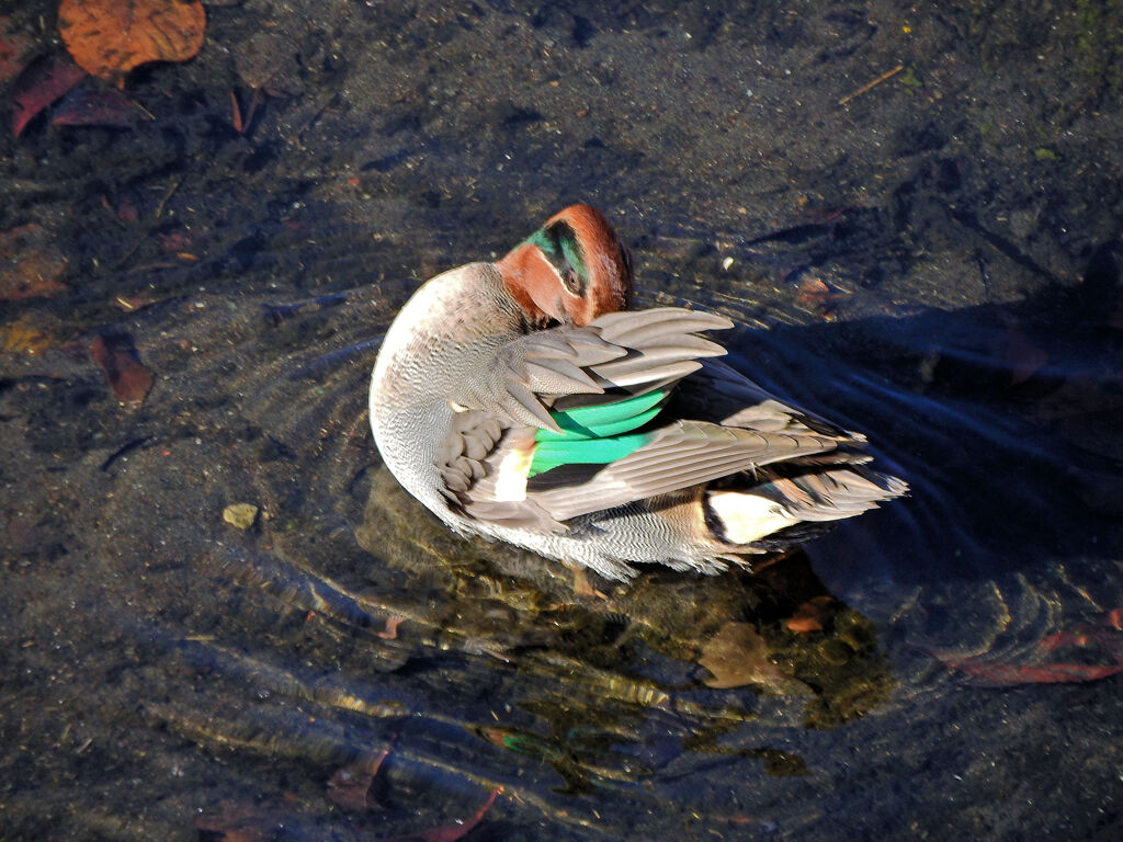 コガモ　さん　１