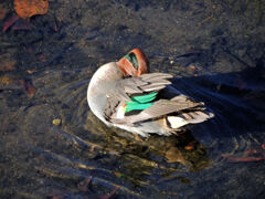 コガモ　さん　１