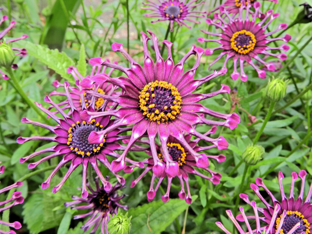 オステオスペルマム・ニンジャ　４