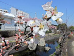 桜桃 （ゆすらうめ）　開花　２