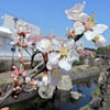 桜桃 （ゆすらうめ）　開花　２