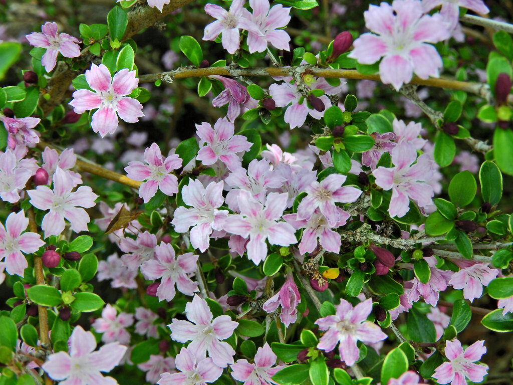白丁花 （はくちょうげ）１