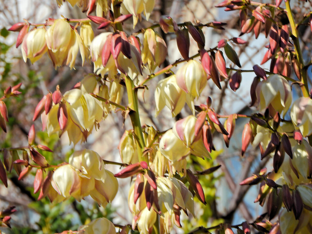ユッカ蘭 （ユッカらん）（厚葉君が代蘭） あつばきみがよらん　３