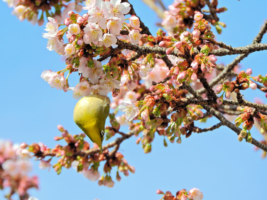 サクジロー⌒(ё)⌒　６